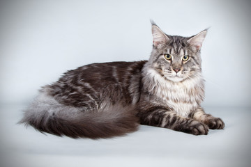 Obraz premium Maine Coon red cat on colored backgrounds