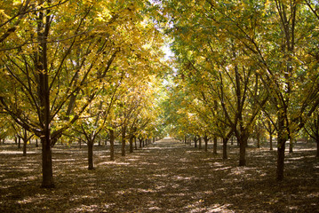 Colorful Pecan orchard in autumn