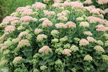 Showy stonecrop flowers (Sedum spectabile or Hylotelephium spectabile) on flowerbed