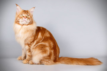 Maine Coon red cat on colored backgrounds