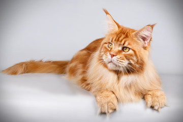 Maine Coon red cat on colored backgrounds