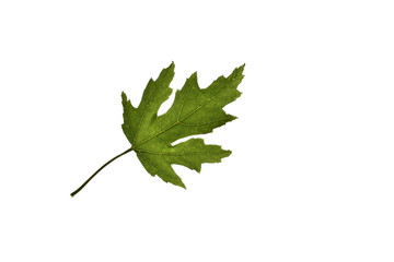 a soft maple leaf isolated on pure white