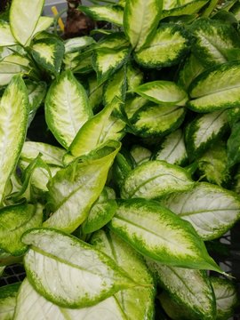 Dumb Cane Cluster