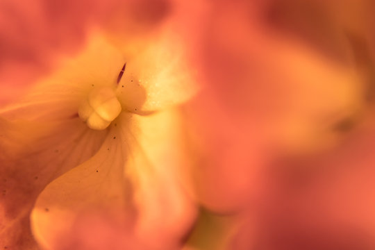 Abstract Macro Photo Of A Red Flower