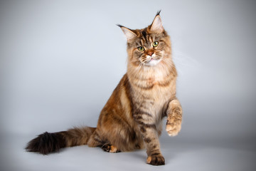 Fototapeta na wymiar Maine Coon red cat on colored backgrounds