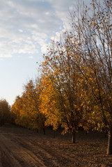 Pecan tree orchard in autumn with a cloudy sky