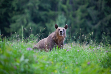 Fototapeta premium brown bear in its natural habitat