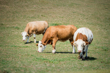 Fototapeta na wymiar Kühe auf der Weide