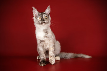 Maine Coon red cat on colored backgrounds
