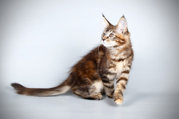 Maine Coon red cat on colored backgrounds
