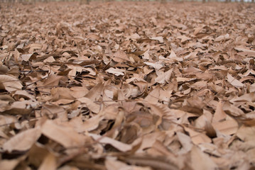 Winter pecan nut leaves covering the ground