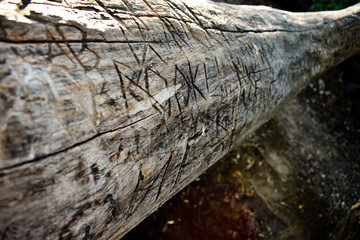 Memories Carved On A Fallen Log