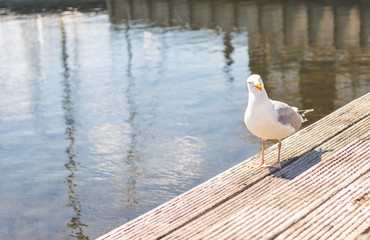 Möwe an der Ostsee am Wasser