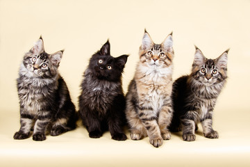 Maine Coon red cat on colored backgrounds