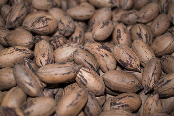 Pecan nuts harvested and sorted