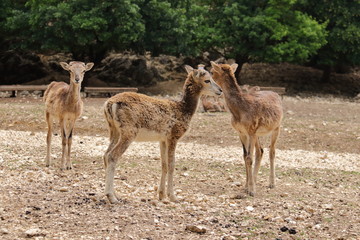 Mufflons im Tierpark