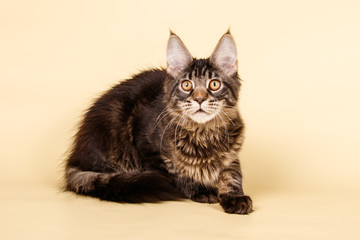 Maine Coon cat on colored backgrounds