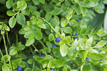 Ripe wild forest blueberries on the summer sun