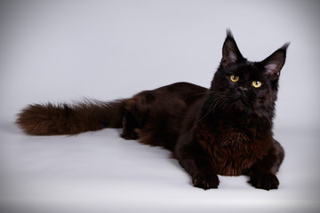 Maine Coon cat on colored backgrounds