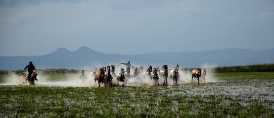 wild horse herds running in the reed, kayseri, turkey