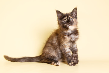 Maine Coon cat on colored backgrounds