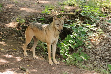 europäischer Wolf