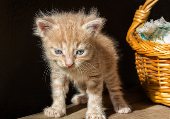 Fototapeta na wymiar Little frightened kitten next to a basket, close-up