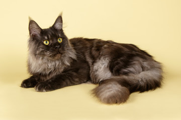 Fototapeta premium Maine Coon cat on colored backgrounds