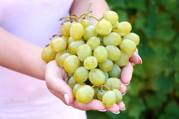 a ripe bunch of white grapes in beautiful female hands