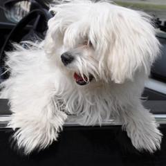 peeping Maltese dog from the car window