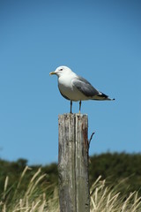 seagull