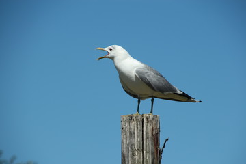 seagull screaming