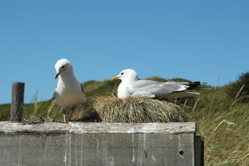 seagull breeding