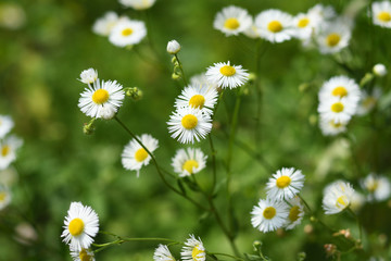 Wild daisy flowers