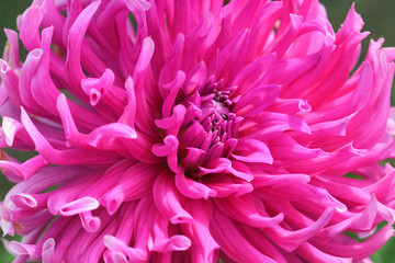 Pink flower of chrysanthemum close-up