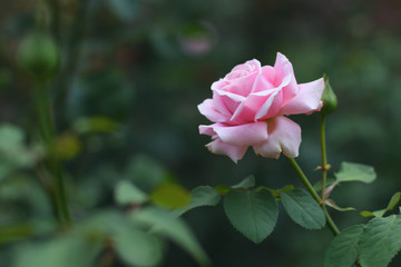 Rose flower in garden