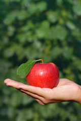 Red apple in hand outdoors on green background