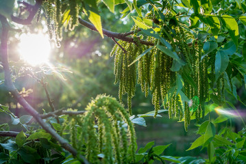 Sunshine illuminated male flowers of pecan nut