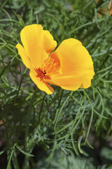 Obraz na płótnie Canvas Wild, bright orange poppies grow as the California state flower.