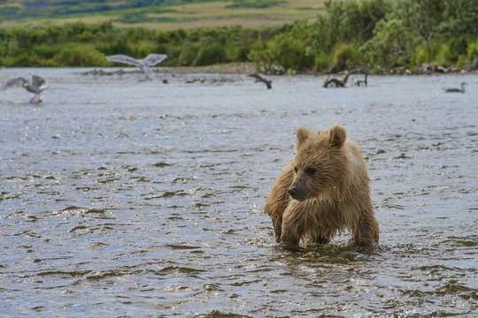Brown bear cub looking at slamon in water
