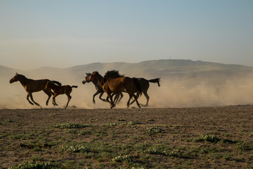 wild horse herds running  kayseri, turkey