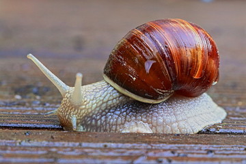 schnecke