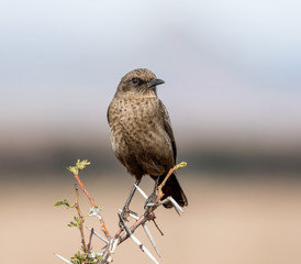 And-eating Chat