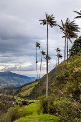 Fototapeta na wymiar Vallée de Cocora en Colombie palmiers géants Salento