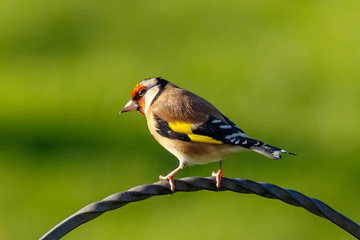 European Goldfinch (Carduelis carduelis)