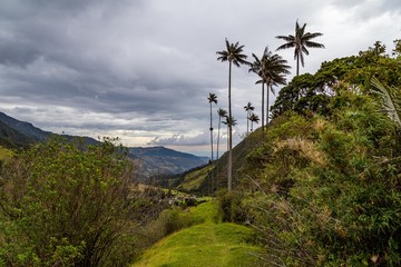 Vallée de Cocora en Colombie palmiers géants Salento