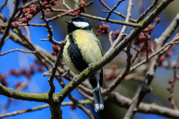 Great Tit (Parus major) perched in a tree