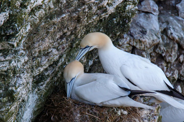 Gannet (Morus bassanus) nesting pair