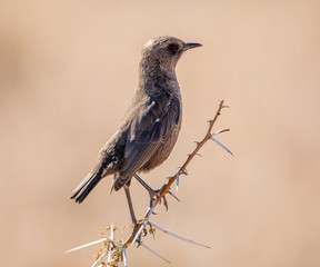Ant-eating Chat