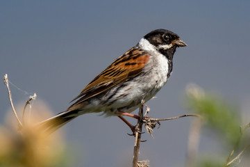 Reed Bunting (Emberiza schoeniclus) male perchrded on a twig